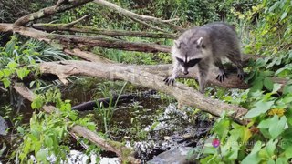 Clever Raccoons: Nature's Bandits
