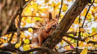 Cute Squirrel Moments: Nutty Fun