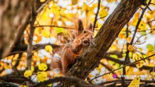 Cute Squirrel Moments: Nutty Fun