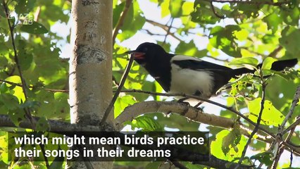 Animal Dreams! What Birds, Rats and Dogs Might Think About While Snoozing