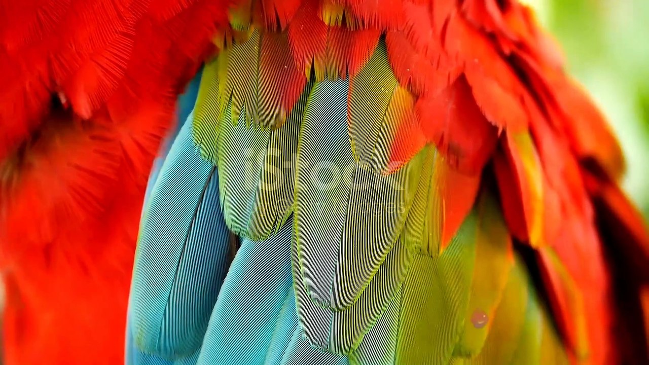 Funny Parrot Compilation: Talking Birds - video Dailymotion