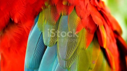 Funny Parrot Compilation: Talking Birds