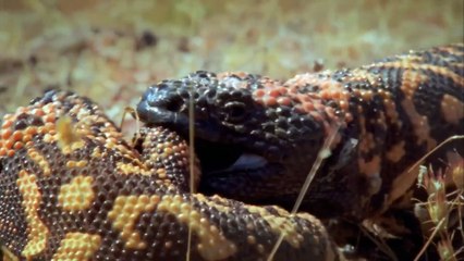 World's Most Toxic Animals Trailer