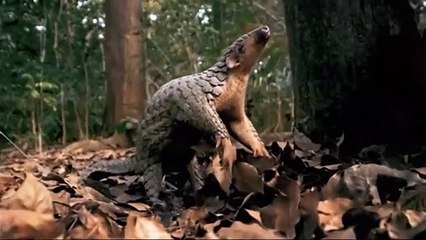 Big Little Journeys Trailer