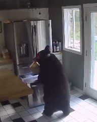 Cheeky Bear Steals a LASAGNE From House!