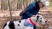 Grazie al suo cane conosce una coppia: quando l'uomo muore, lei mostra una grande sensibilità (Video)