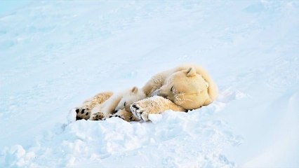 L'Arctique, une région bouleversée