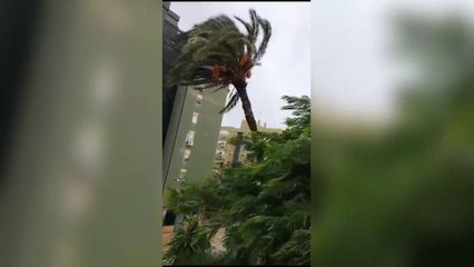 La caída de una palmera que una vecina de Sevilla convierte en viral