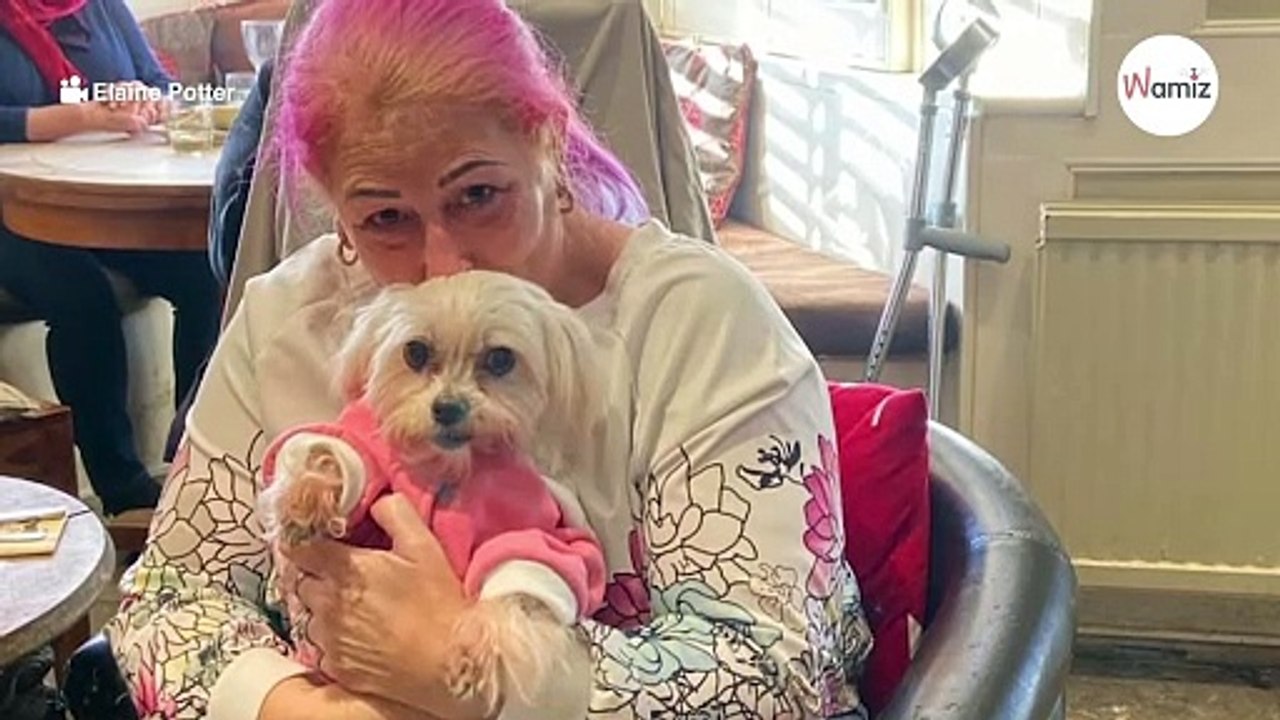 Hündin kommt ins Luxus-Restaurant: Niemand ahnt, dass es ihr letzter Ausflug sein wird (Video)