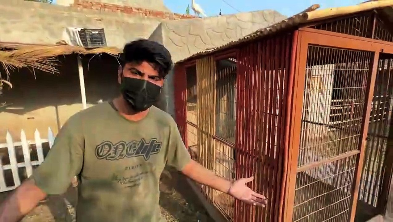 2 Crows Ko Rescue kr Dia
