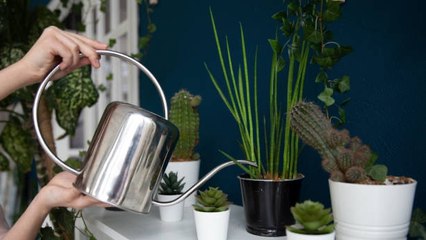 Cómo Debes Trasladar Tus Plantas Al Interior Para Que Sobrevivan El Invierno