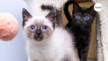 Sente gemiti provenire dal bosco: salva due vite prendendo una decisione coraggiosa