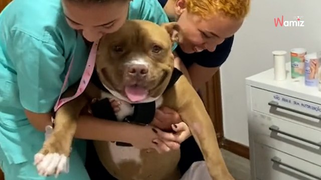 Pitbull trafia do weterynarza: jego reakcja rozbraja wszystkich (video)