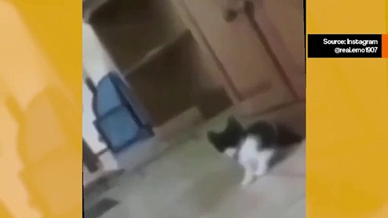 Video: Verkleidet als riesige Katze, erschreckt Besitzer fast sein eigenes Kätzchen zu Tode.