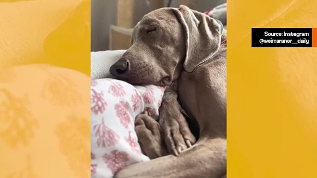 Lustiges Video: Das Schnarchen dieses Weimaraner-Hundes wird Ihren Tag erhellen.