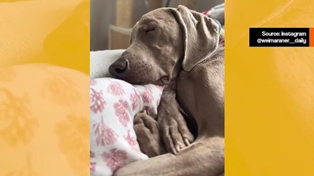 Lustiges Video: Das Schnarchen dieses Weimaraner-Hundes wird Ihren Tag erhellen.