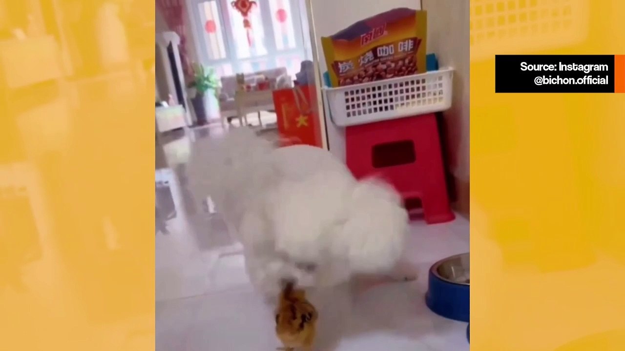 Lustiges Video: Küken pickt wo es nicht sollte und ärgert kleinen Hund.