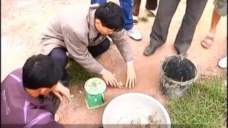 403 - Mô hình nuôi cua xanh hiệu quả ở Nghệ An