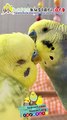 Kafeskuslari.com kuş güzellik yarışması 2023 kafeskuslari.org evcil hayvan forumu