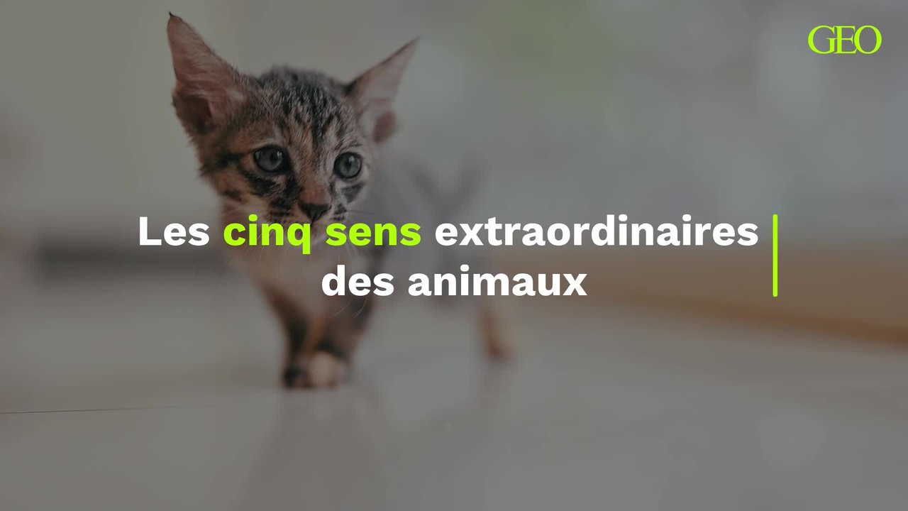 Ces cinq sens extraordinaires que l'humain peut envier aux animaux
