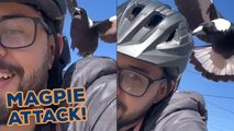 Angry MAGPIE Attacks Cyclist!