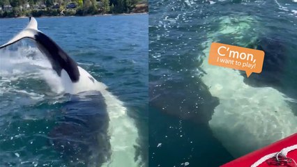 ORCA SPLASHES Kayaker In Close Encounter