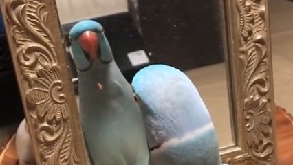 This Parrot Takes SELF-LOVE To Another Level!