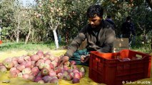 Kashmir: Lower import duties punish local apple growers