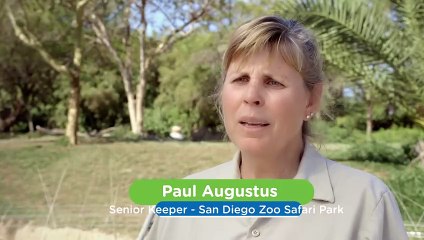 A Tasty Treat For These Cheetah Cubs As They Celebrate Their First Birthday!
