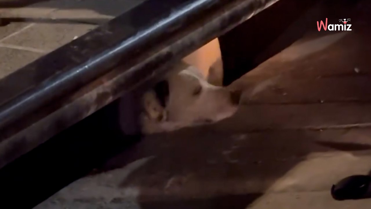 Ils entendent un chien aboyer avec insistance : en regardant dans une bouche d'égout, c'est la stupéfaction