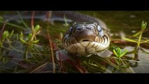 Onze Natuur, De Film Bande-annonce (NL)
