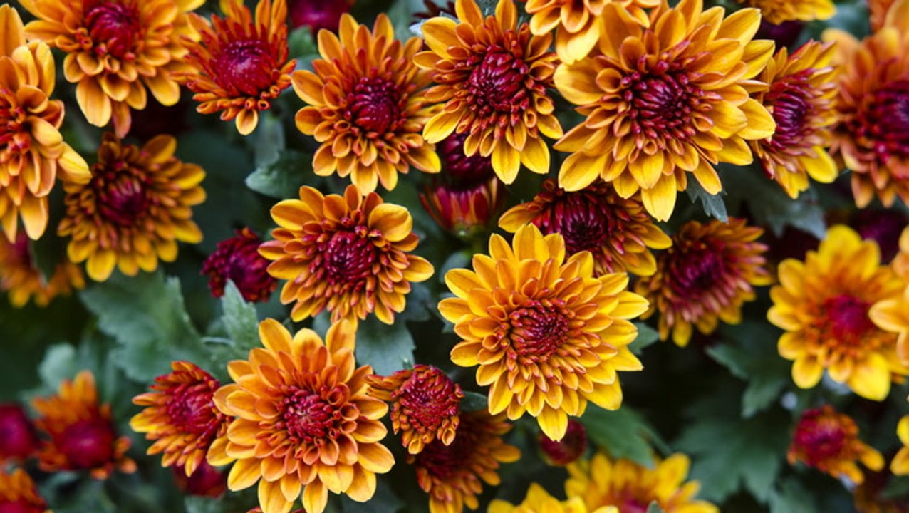 Are Mums Perennials That Will Come Back in Spring?