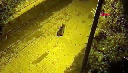 Un ours brun aperçu à la recherche de nourriture dans les rues de Yeniçağa