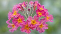 How to Plant and Grow Primrose