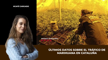 Últimos datos sobre el tráfico de marihuana en Cataluña