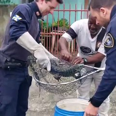 Lagarto sendo resgatado em Itajaí