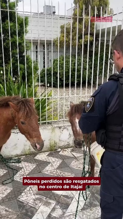 Pôneis perdidos são resgatados no centro de Itajaí