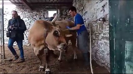 Desesperación por la fiebre hemorrágica en el Valle de Mena