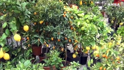 Allarme per le malattie degli agrumi: ecco decreto e vaccino