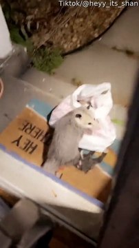 Possum vole des crêpes sur le porche