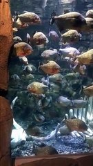 Ikan Piranha habis makan - Jakarta Aquarium