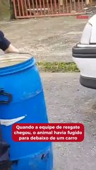 Lagarto invade casa e é resgatado pela Guarda Municipal Ambiental