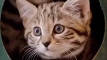 Zoo veröffentlicht süßes Video mit den 'tödlichsten Katzen der Welt'
