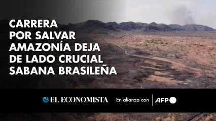 Carrera por salvar Amazonía deja de lado crucial sabana brasileña
