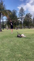 Chiens traînés dans l'herbe