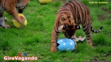 London Zoo: Crispin e Zac come dei bambini