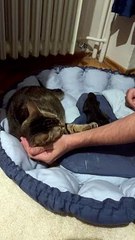 Jealous Cat Swats At Hands