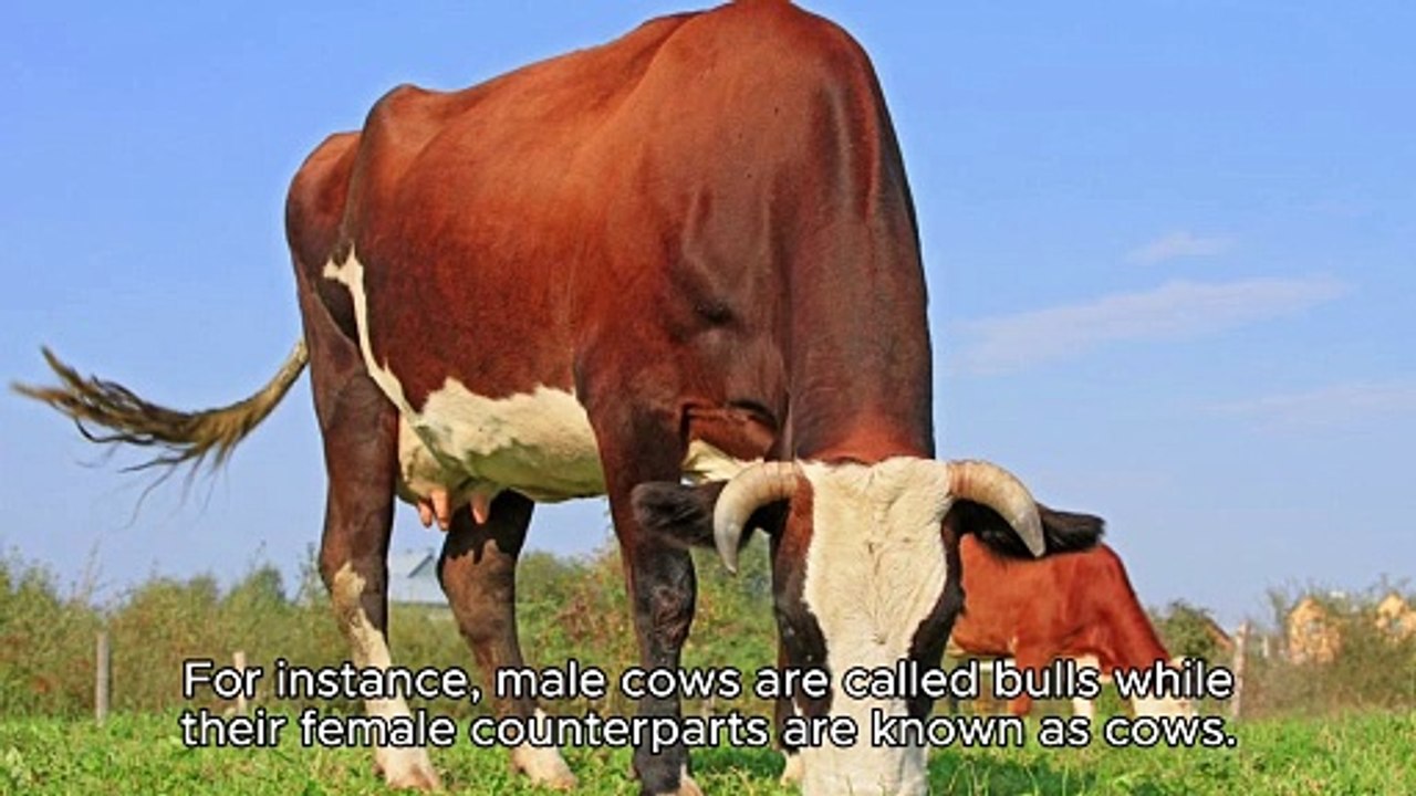 MALE AND FEMALE ANIMAL NAMES Video Dailymotion