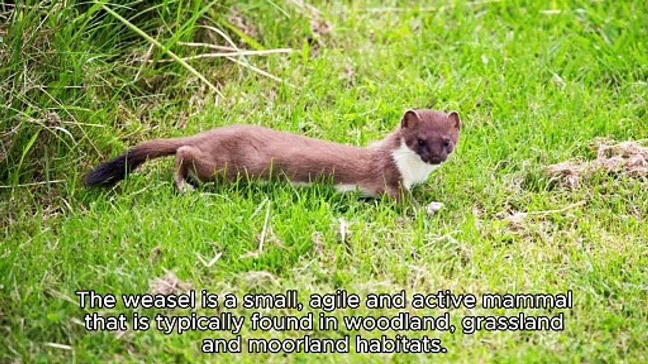 WEASAL