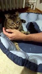 Jealous Cat Swats At Hands